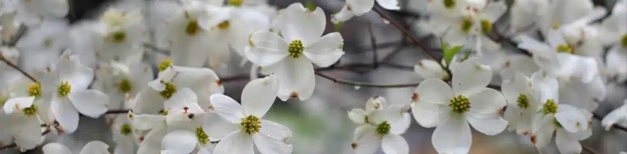 flores dia de la madre