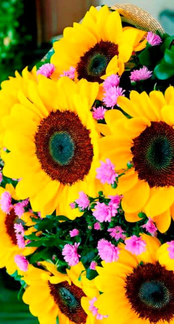 ramos de girasoles